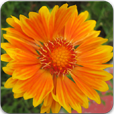Santa Cruz Flowers Moving Wallpaper